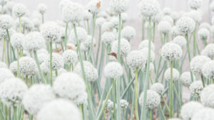 Butterflies (admirals) in a bulb field, Butterflies (admirals) in a bulb field,